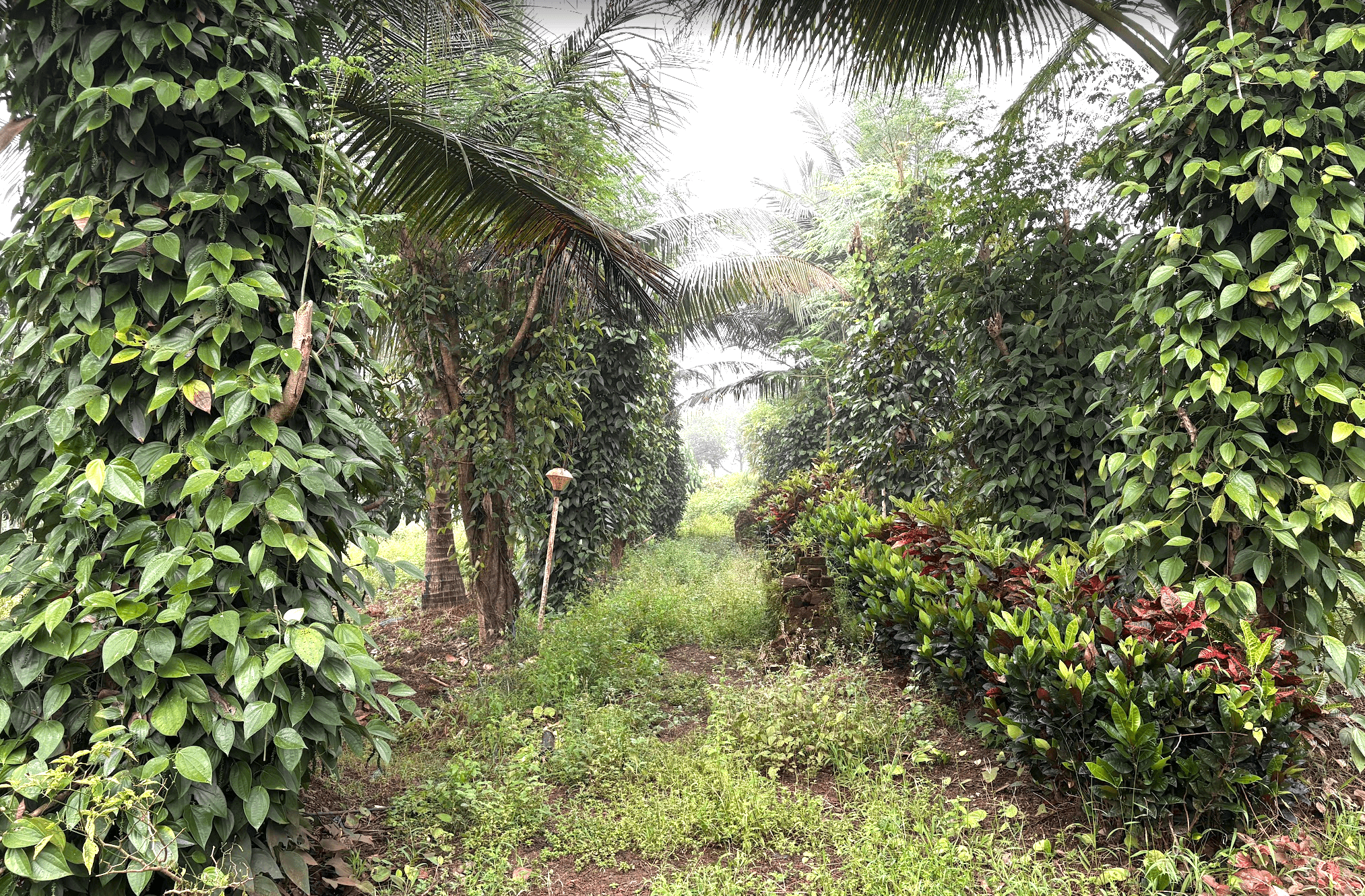 Black pepper vines climbing palms