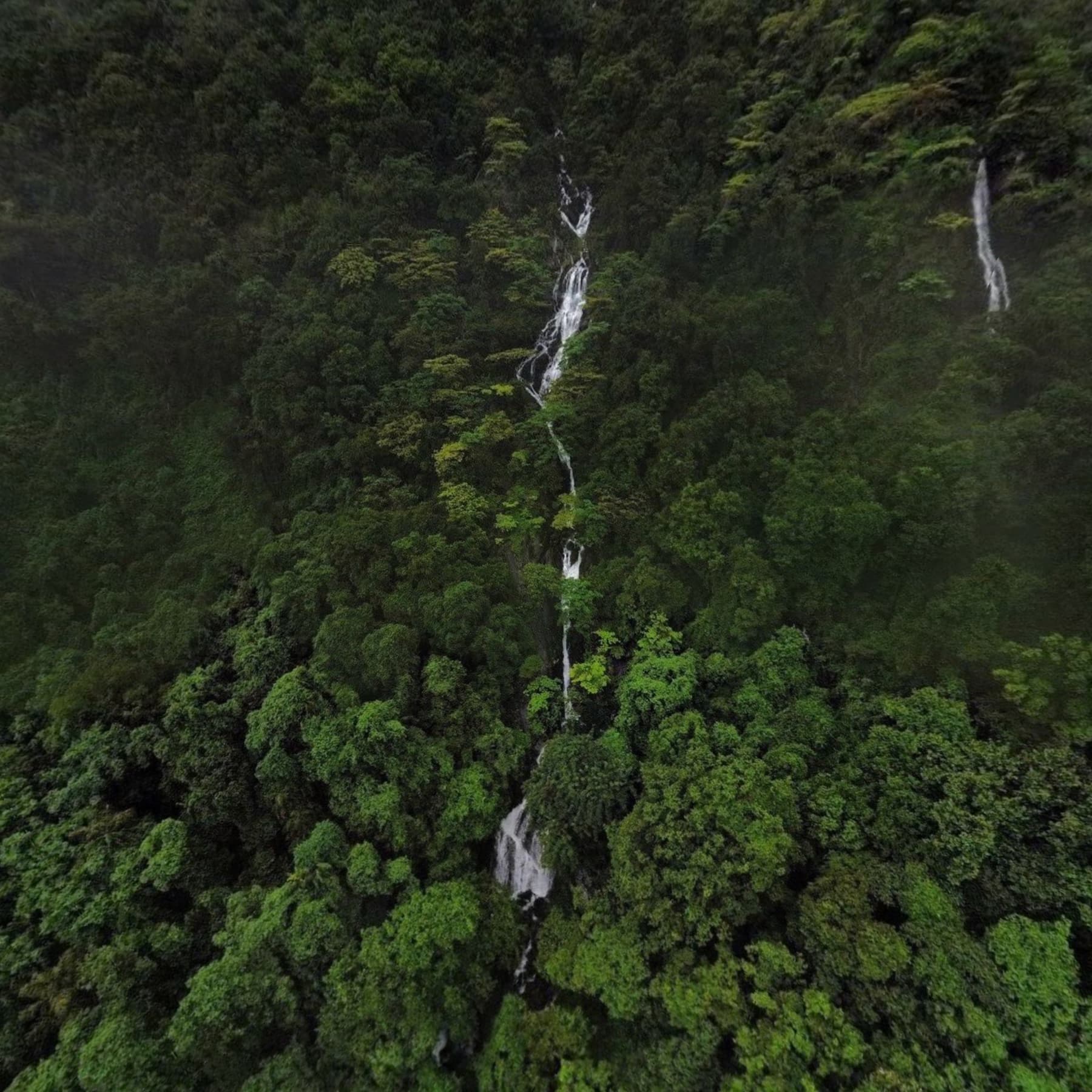 Timba Falls, 26 km from the estate, set deep in the Western Ghats