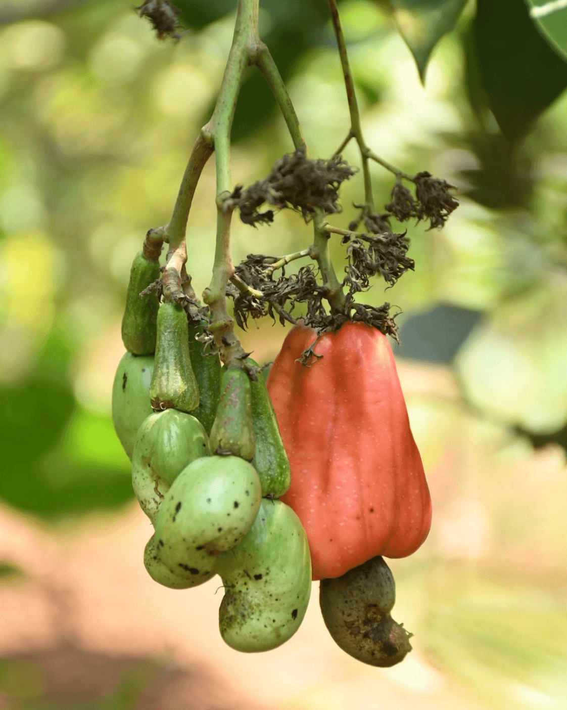 Ripening cashew fruit on the branch