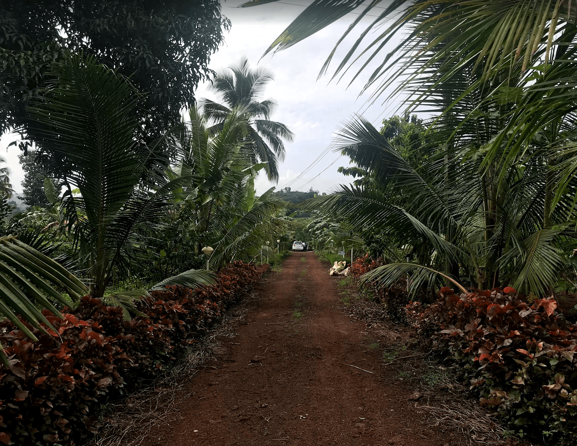 A red-soil pathway lined with palms inside Surangichi Foli