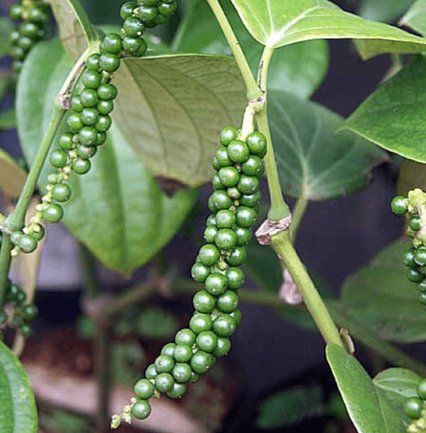 Clusters of green black pepper on the vine