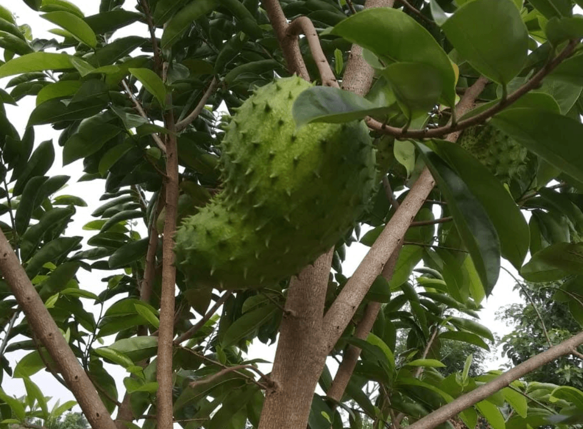 A soursop (Lakshman Phal) fruit growing on the estate
