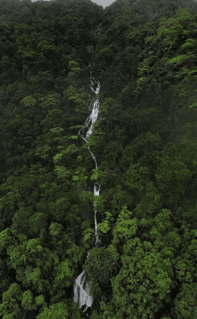 Timba Falls, 26 km from the estate, set deep in the Western Ghats